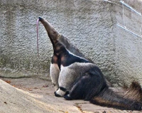 Giant Anteater at Detroit Zoo