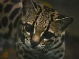 Margay