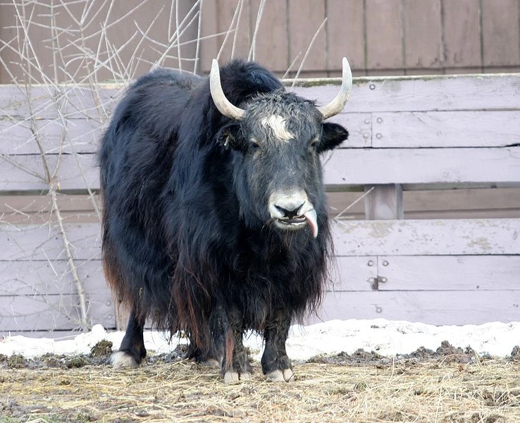 Wild Yak Animal Database Fandom