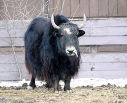 Yak