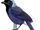 Azure-naped Jay