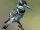Pied Kingfisher