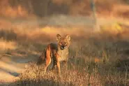 Dhole1.webp (77 KB)