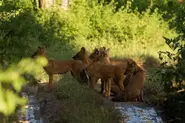 Dhole18.webp (120 KB)