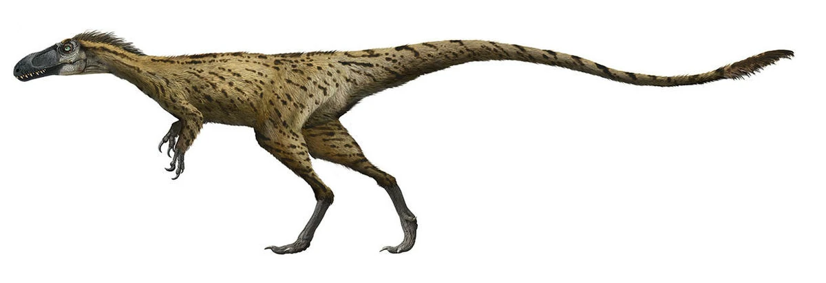 Dilong Animal Database Fandom