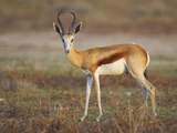 Springbok
