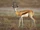 Springbok