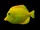 Yellow Tang