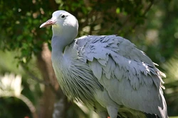 1024px-Blue Crane South Africa