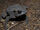 Crepidophryne