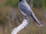 Black-Faced Cuckooshrike