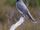 Black-Faced Cuckooshrike