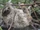 Pygmy Three-toed Sloth