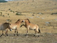 A small herd of Przewalski's Horses