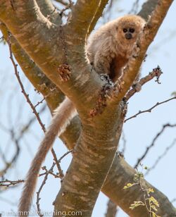 2010-Pale-Titi-Monkey-2-830x1024