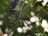 Black Dwarf Hornbill