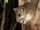 Ankarana Special Reserve Tufted-tailed Rat