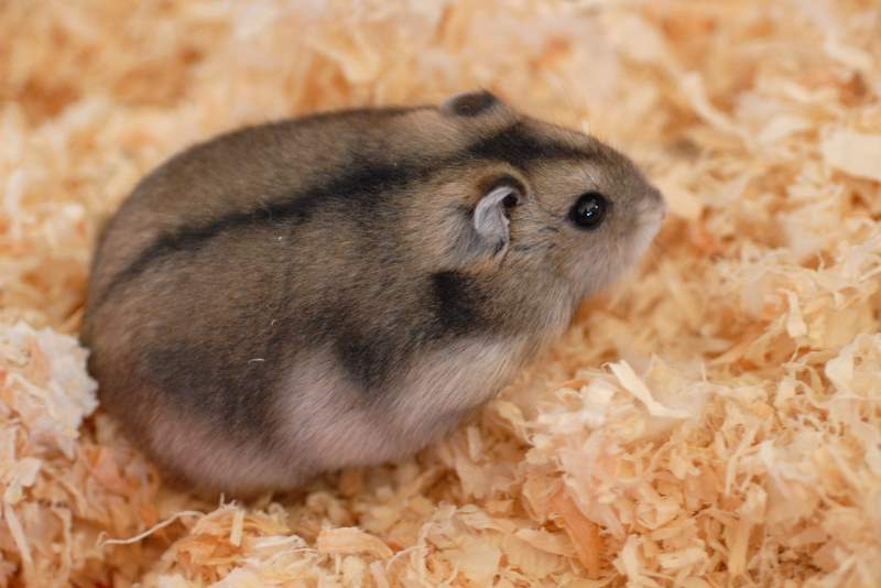 Campbell's Dwarf Hamster - Learn About Nature