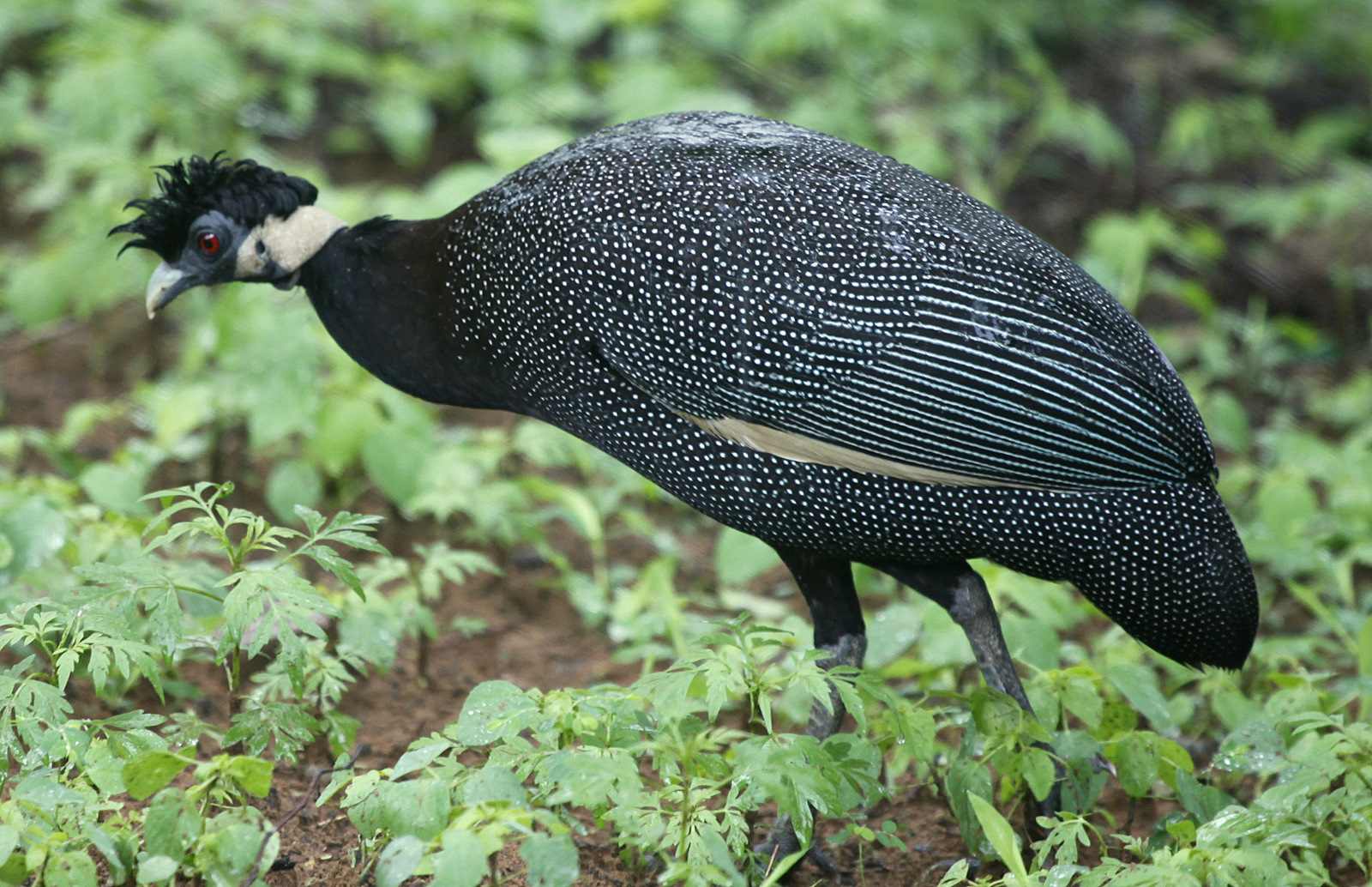 Kenya Crested Guineafowl