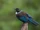 Tūī