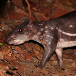 Category:Mammals of French Guiana | Animal Database | Fandom