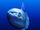 Ocean Sunfish