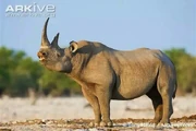South-Central Black Rhinoceros
