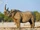 South-central Black Rhinoceros