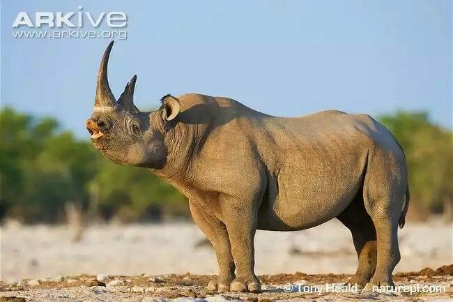 Black rhinoceros - Wikipedia