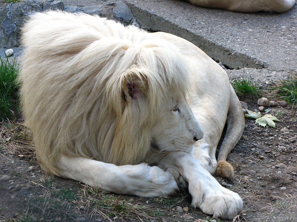 different jobs clipart black and white lion