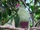 Red-bellied Fruit Dove
