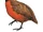 Rufous-breasted Wood Quail