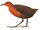 Chestnut-headed Crake