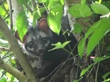 Asian Palm Civet