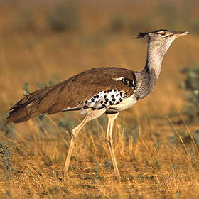 Kori Bustard Animal Database Fandom