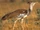 Kori Bustard