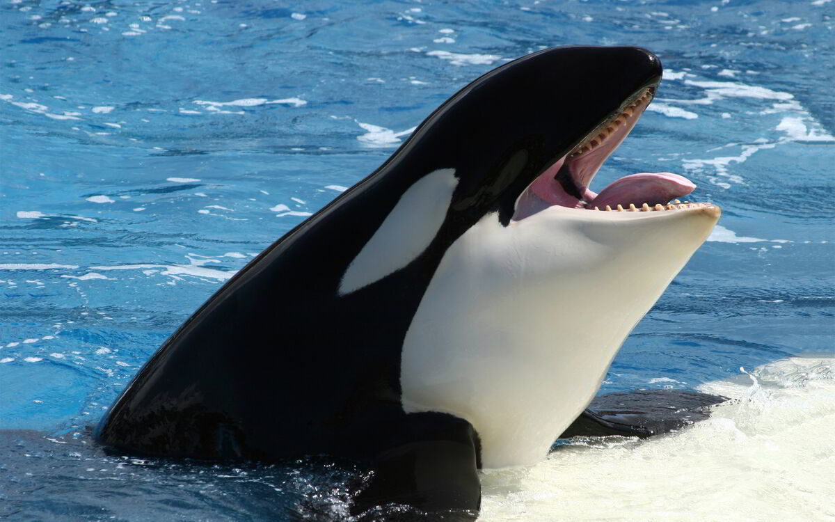 Killer Whale | Animal Database | Fandom