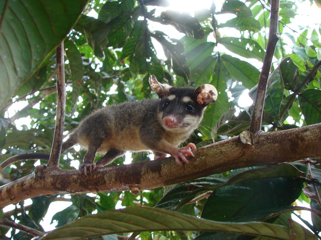 The Anderson's four-eyed opossum (Philander andersoni), is a speci...