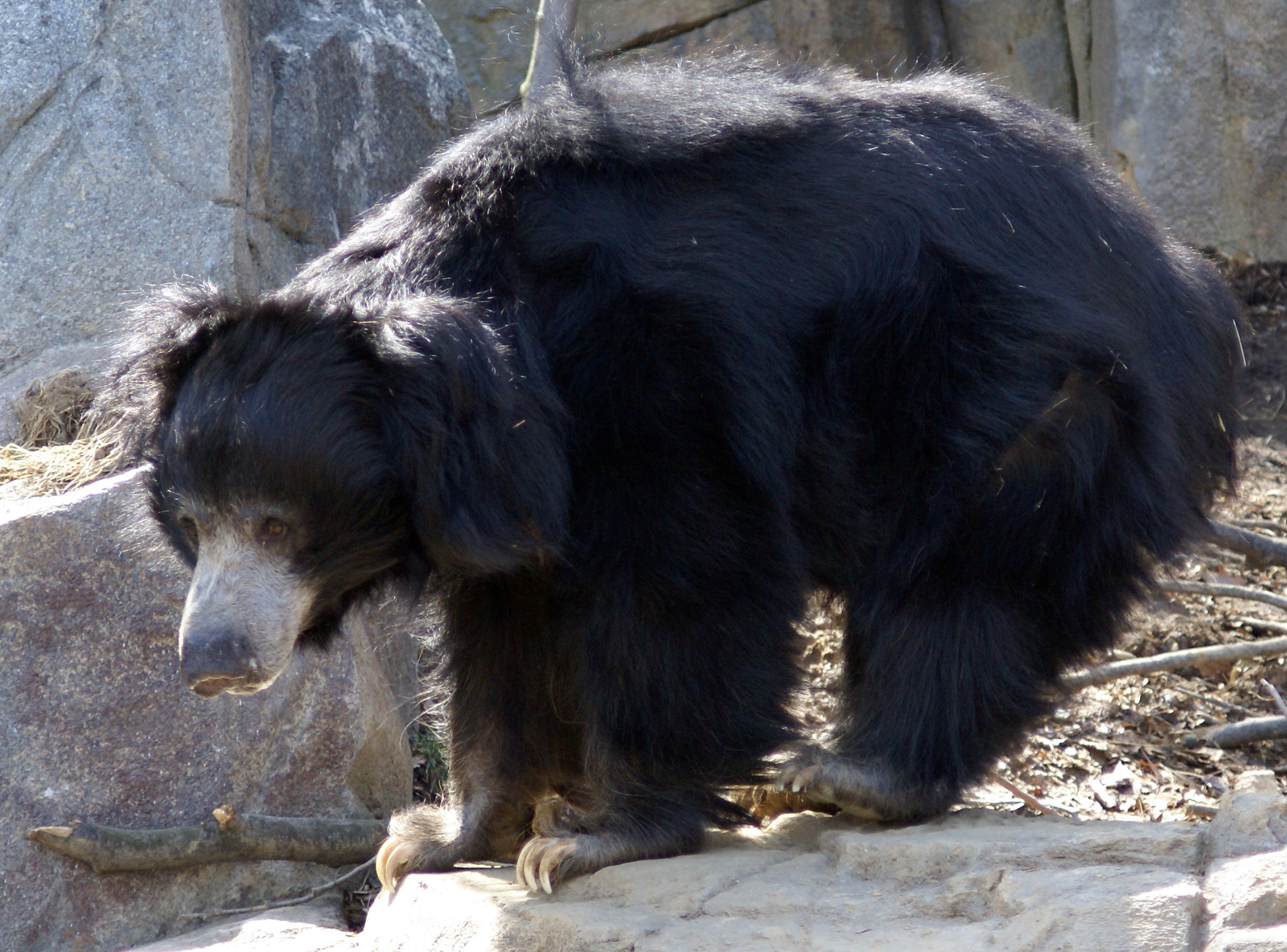 Sloth Bear | Animal Database | Fandom