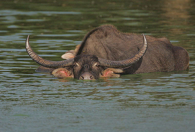Wild Water Buffalo | Animal Database | Fandom