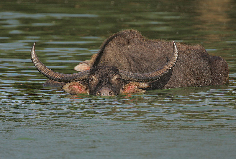 Wild Water Buffalo | Animal | Fandom