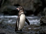 Galápagos Penguin