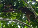 Kinkajou