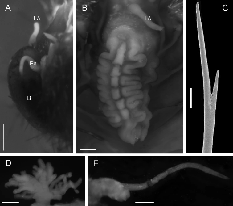 Notopygos megalops Animal Database Fandom