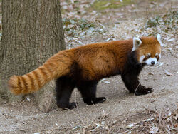 Pen with light - Red panda