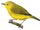Javan White-eye