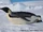 Emperor Penguin
