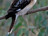 Laughing Kookaburra