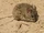 Andean Big-eared Mouse