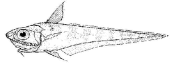 Caelorinchus cookianus (Cook's Rattail)